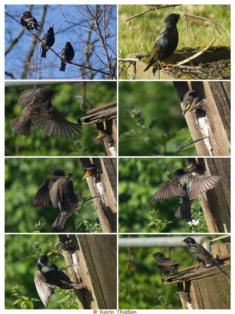 Hommage an den "Vogel des Jahres 2018"