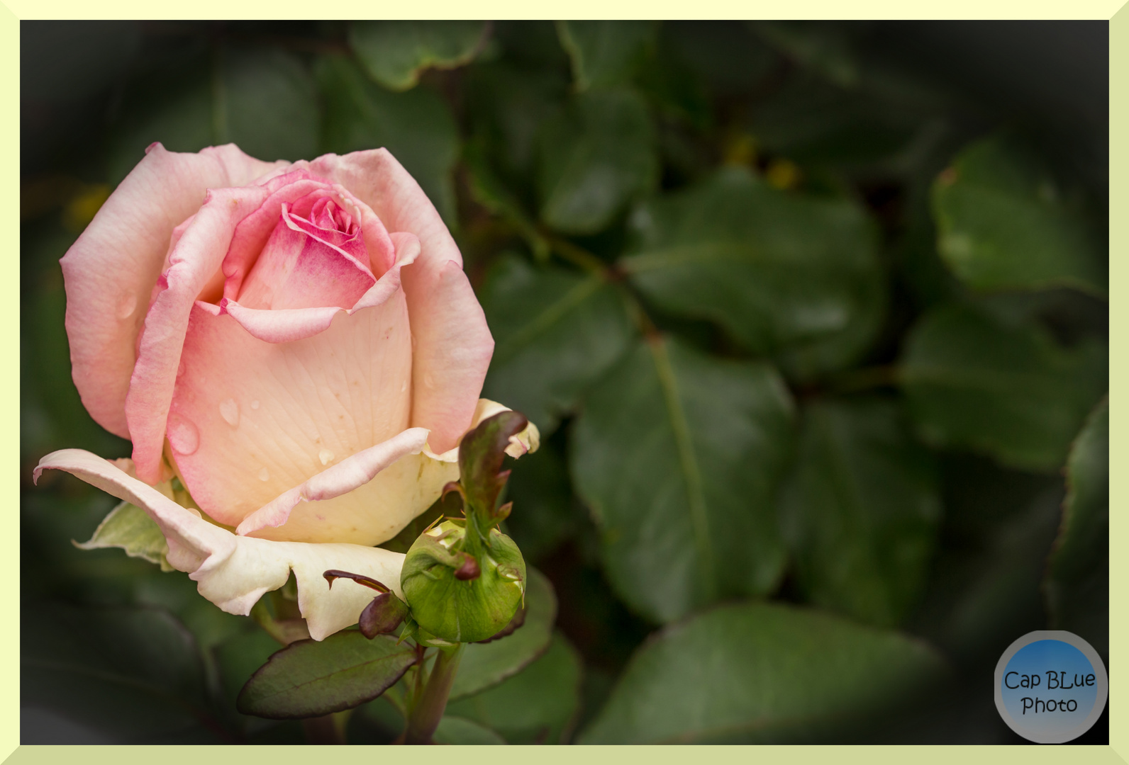 Hommage an Herbert und Edwin - Die trauernde Rose