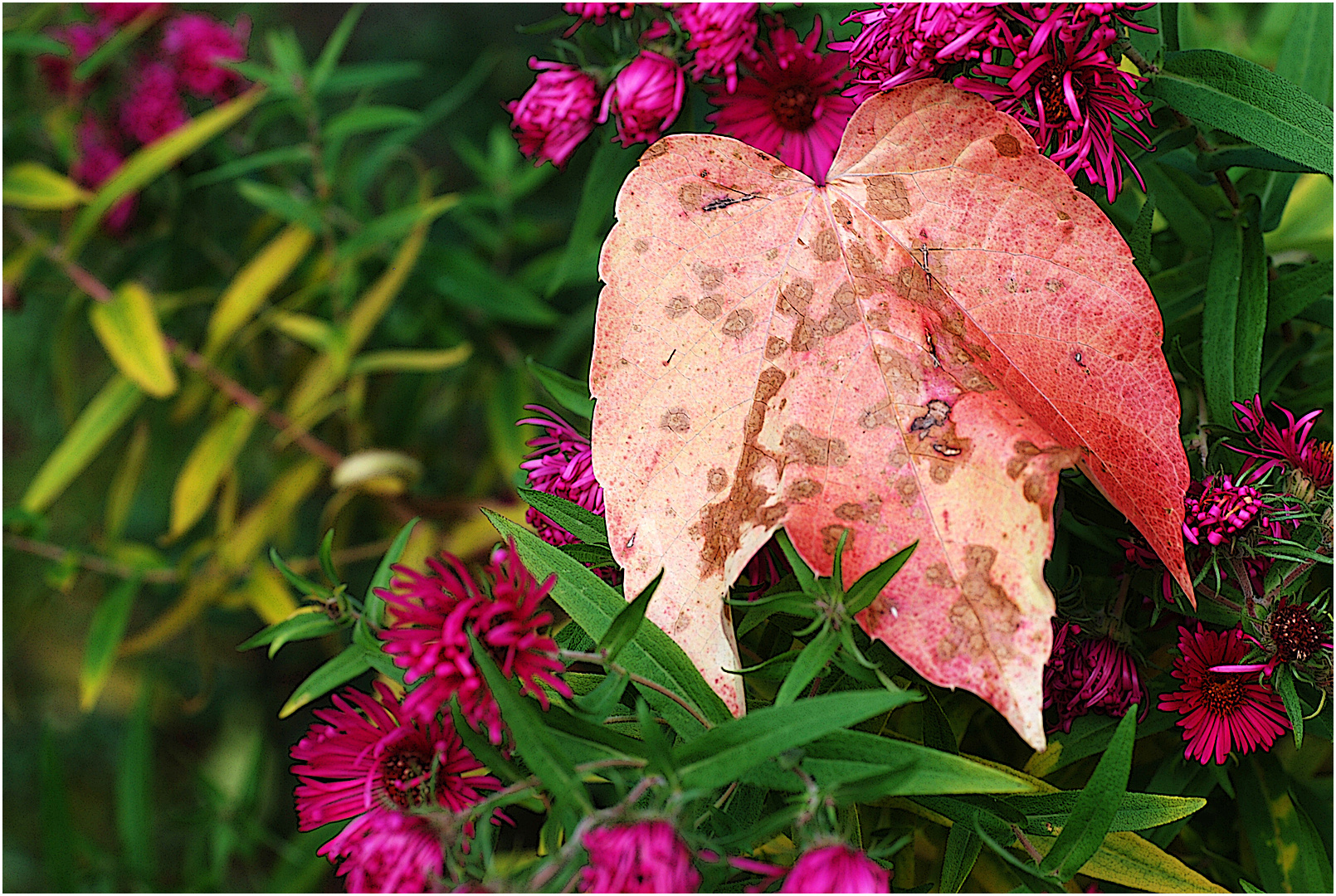 Hommage an meine Frau - delegiert an den Herbst