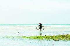 Homme. Bicyclette . Hirondelle de mer