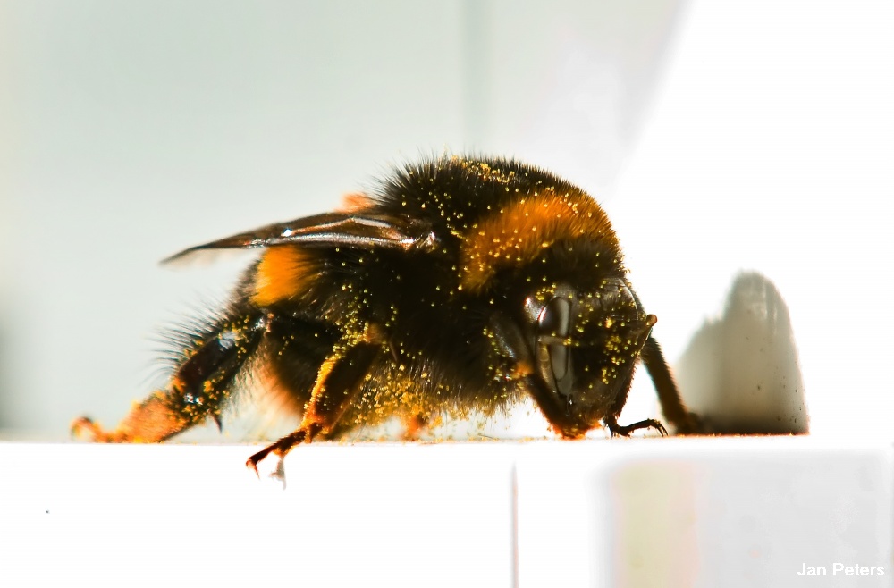 hommel