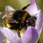 hommel op crocus