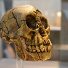 Homo floresiensis - Schädel im Senckenberg-Museum