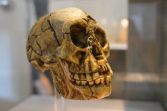 Homo floresiensis - Schädel im Senckenberg-Museum