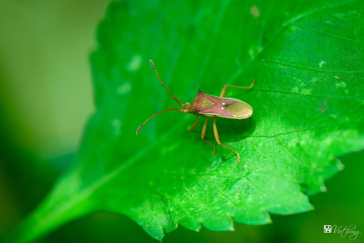 Homoeocerus sp.