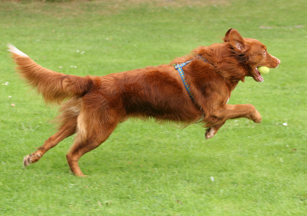 Hond in actie