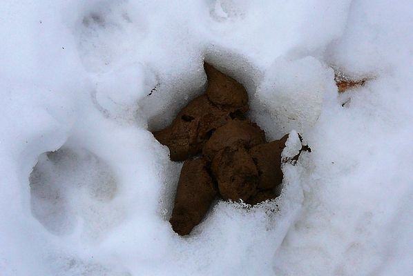 Bild Von Kacke: A Comprehensive Guide to Understanding and Utilizing Its Value