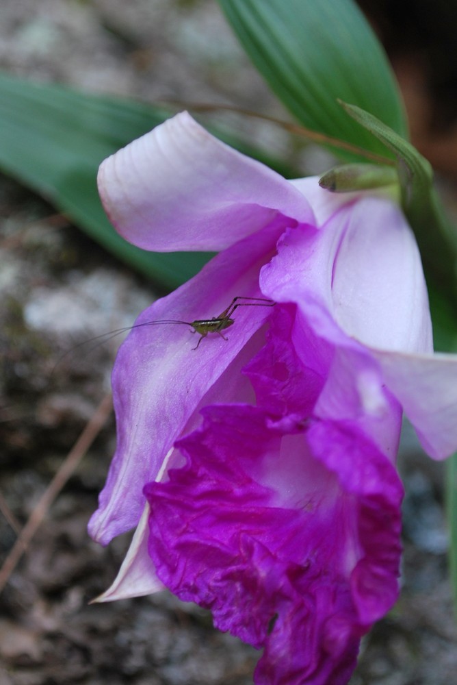 Honduran Grasshopper