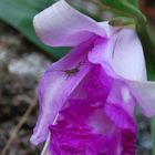 Honduran Grasshopper