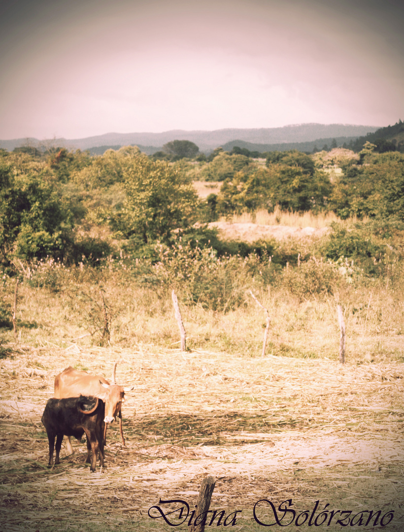 Honduras, Efecto Vintage