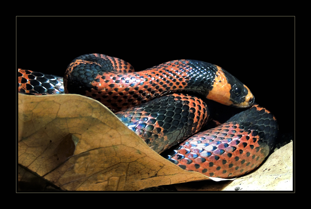 Honduras Königsnatter - Lampropeltis triangulum hondurensis