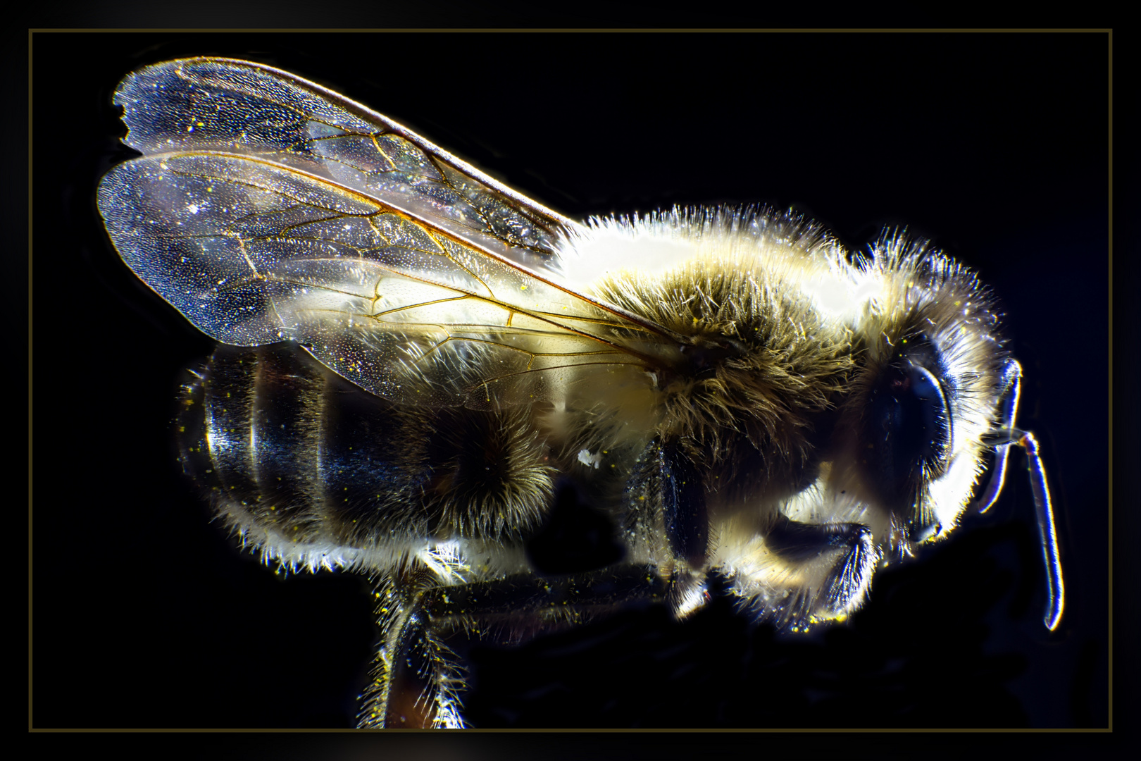 Honey Bee 02