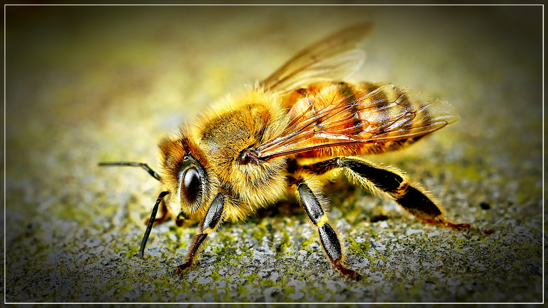 Honey Bee