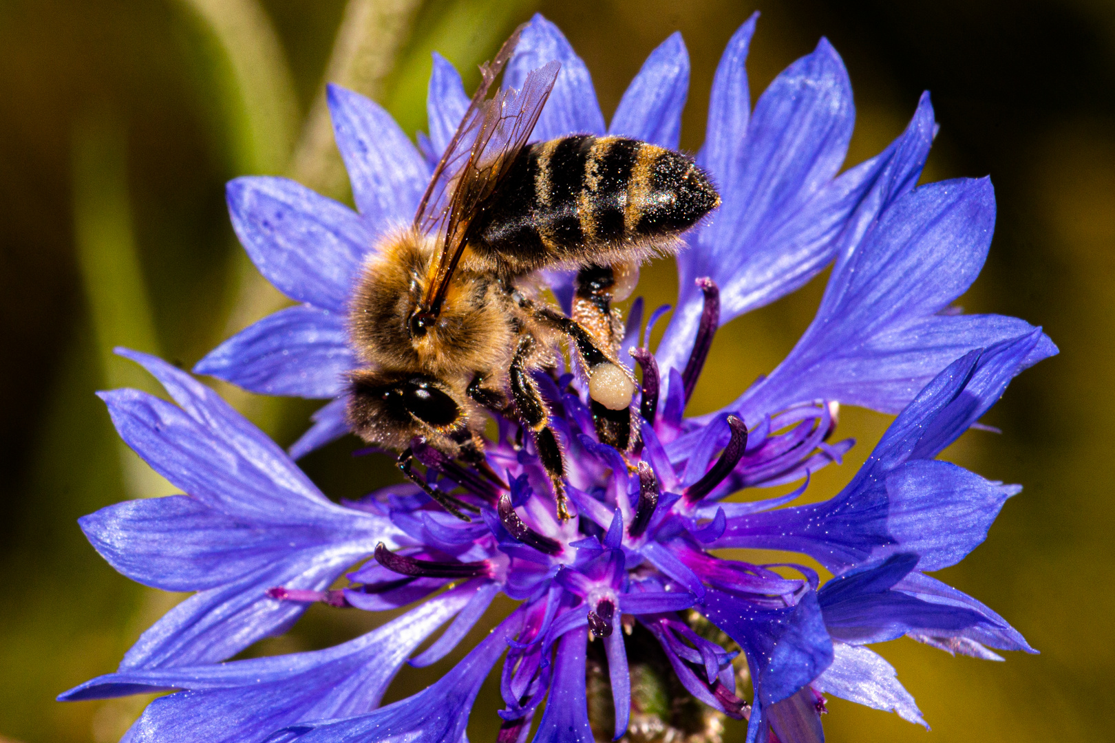 Honey Bee On Cyanus segetum