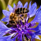 Honey Bee On Cyanus segetum