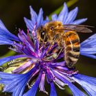 Honey Bee On Cyanus segetum