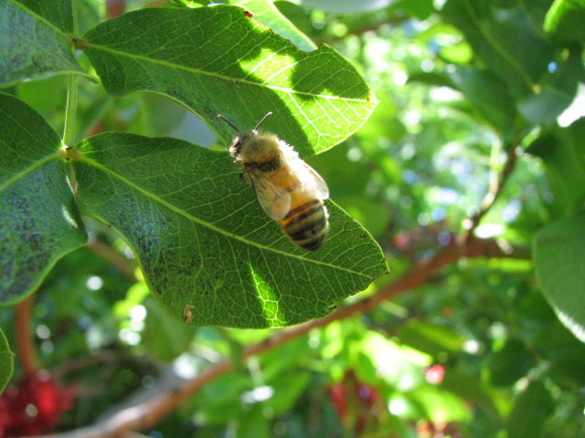 Honey Bee on Leaf
