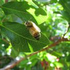 Honey Bee on Leaf