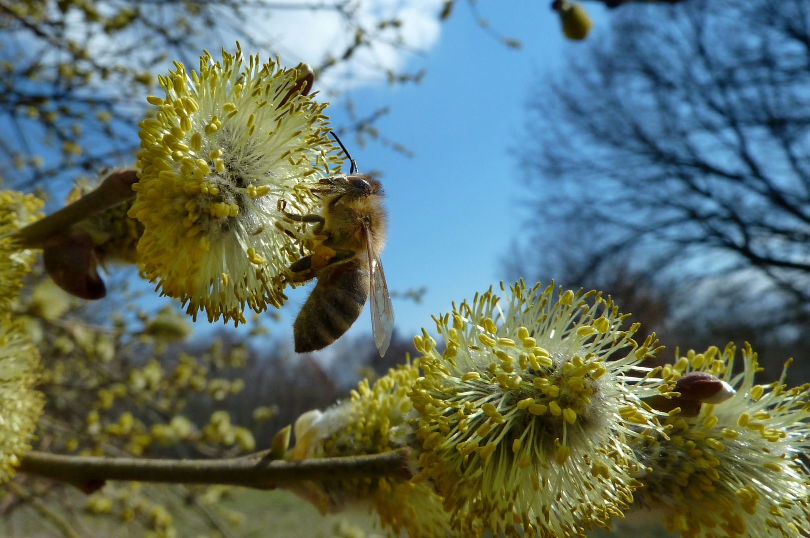 Honey bees