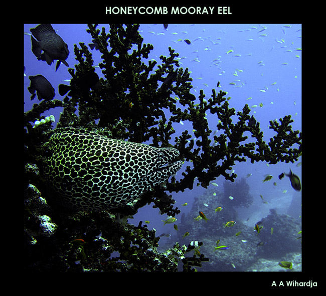 Honey Comb Mooray Eel