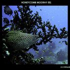 Honey Comb Mooray Eel