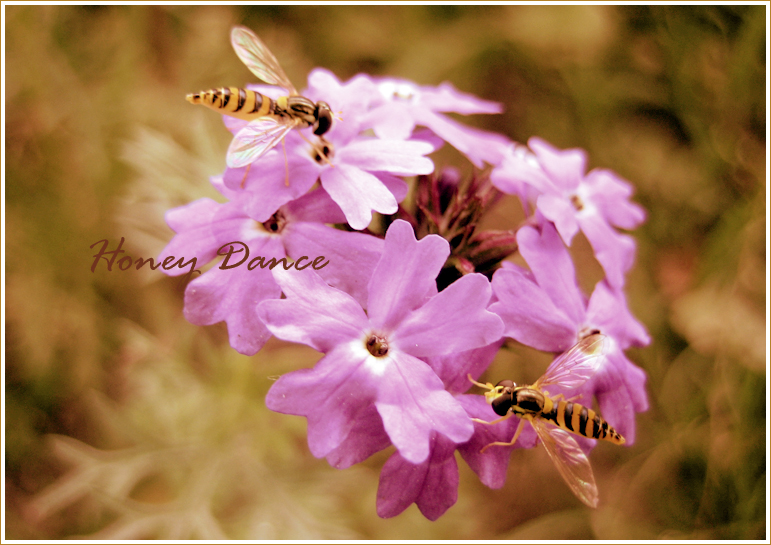 Honey Dance