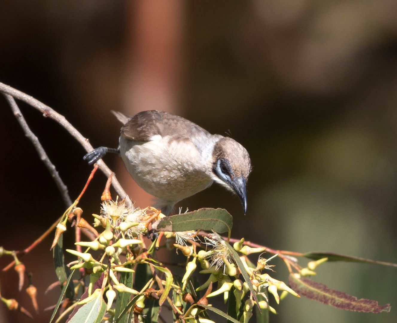 Honey Eater