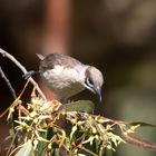 Honey Eater