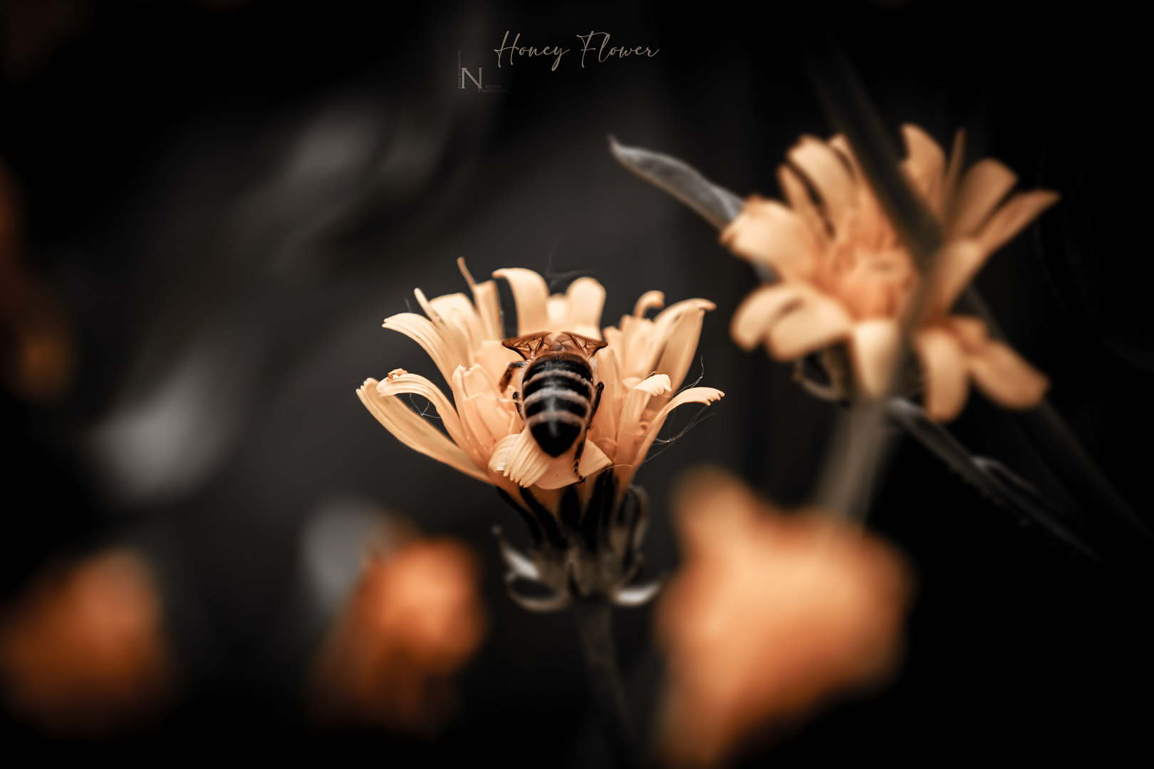 Honey Flower 