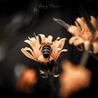 Honey Flower 