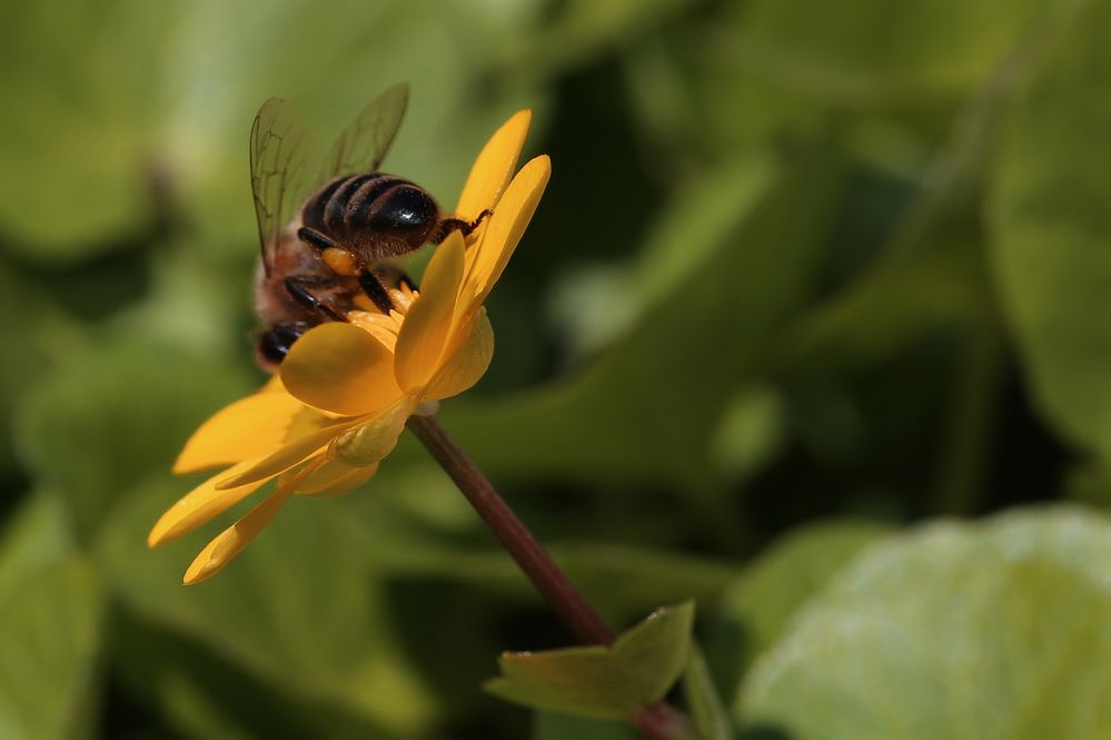 Honey for the bees ...