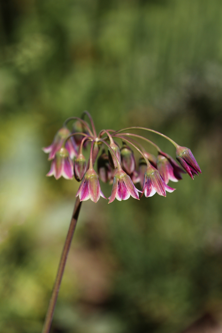 Honey Garlic Flower - Allium siculum