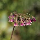 Honey Garlic Flower - Allium siculum