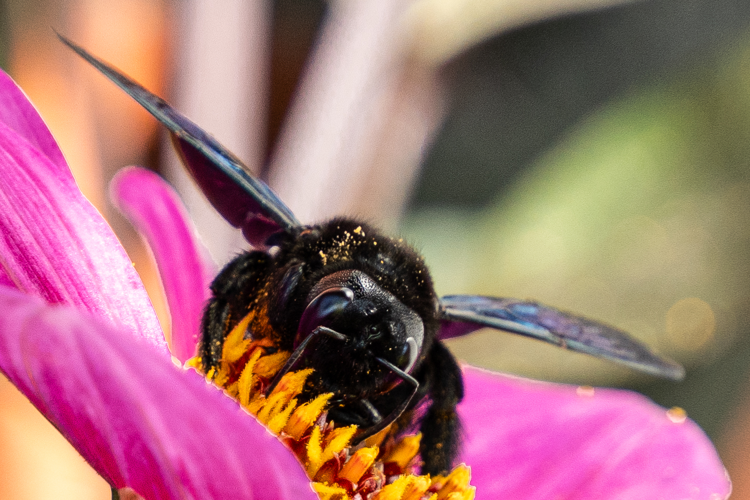 Honey Hunter