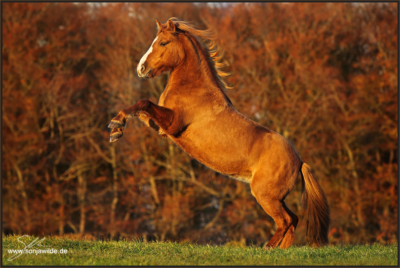 Honey im Herbst :)