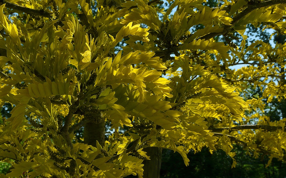 Honey Locust Tree