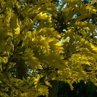 Honey Locust Tree