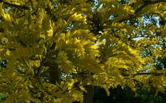 Honey Locust Tree