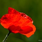 Honey-Mohn