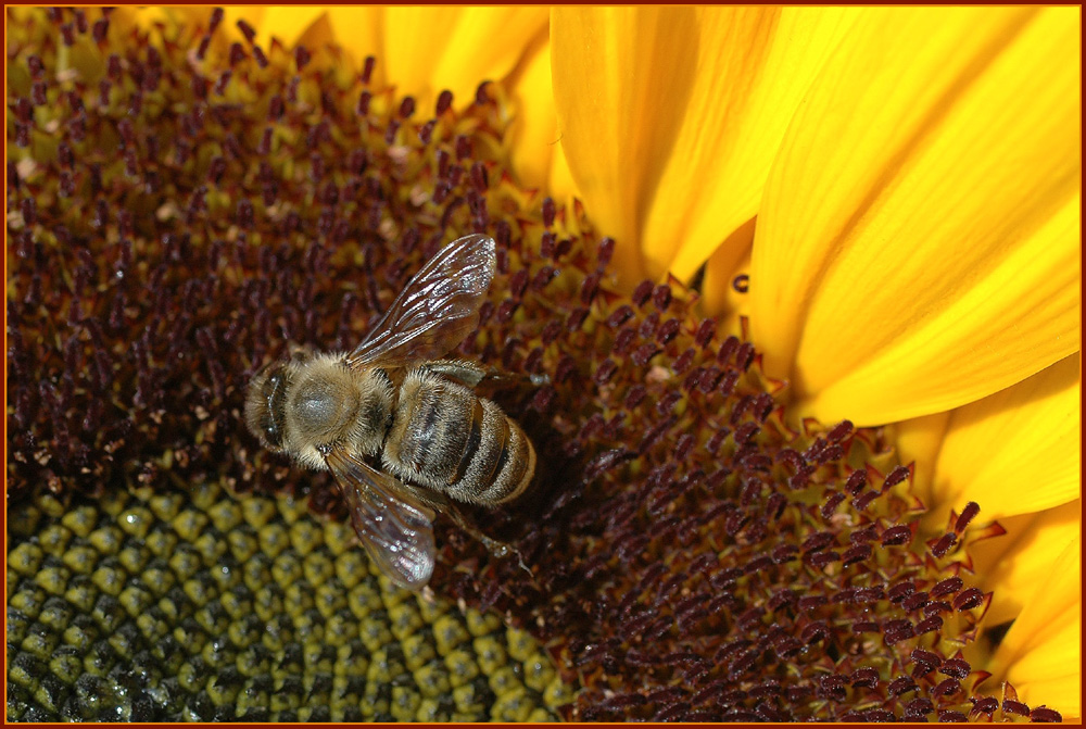 Honey seeker