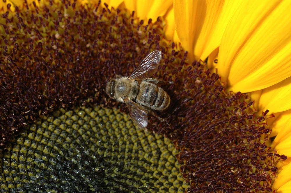 Honey seeker - original