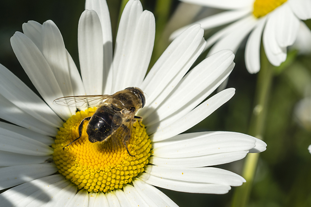 Honey suckling Bee