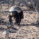 "Honey" the badger (Honigdachs auf Futtersuche)