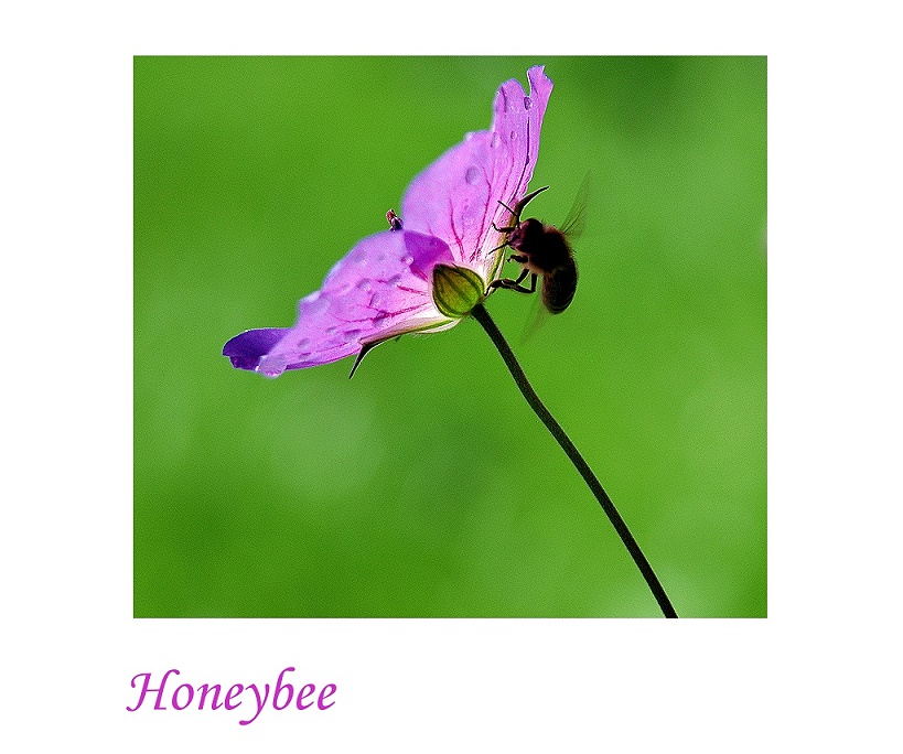 Honeybee...