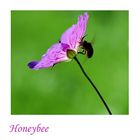 Honeybee...