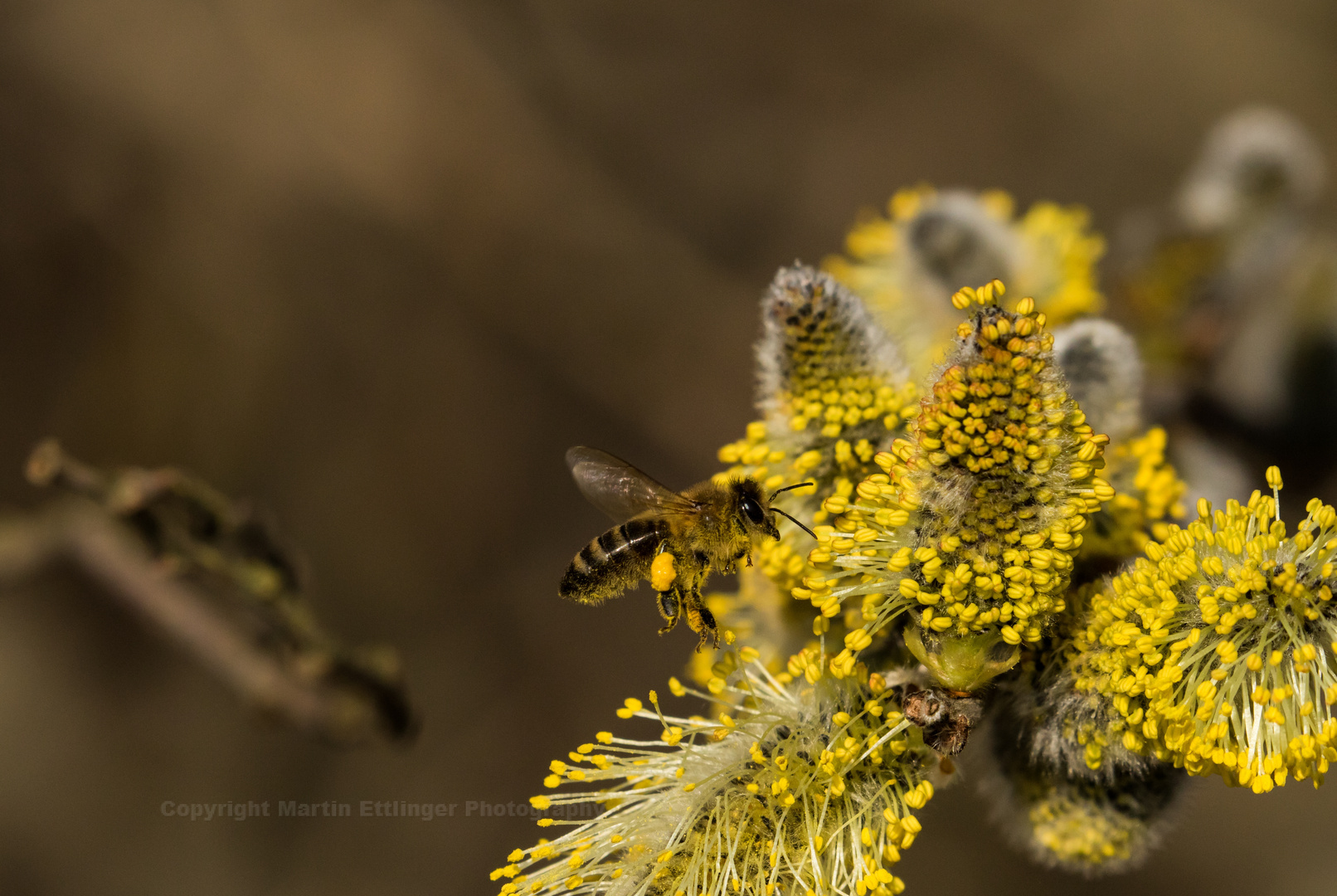 Honeybee Naturschutzgebiet Mittelbruch 23032019 (8)