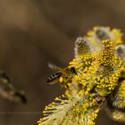Honeybee Naturschutzgebiet Mittelbruch 23032019 (8)