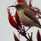 Honeybird an der Flasche