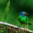 Honeycreeper