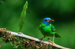 Honeycreeper